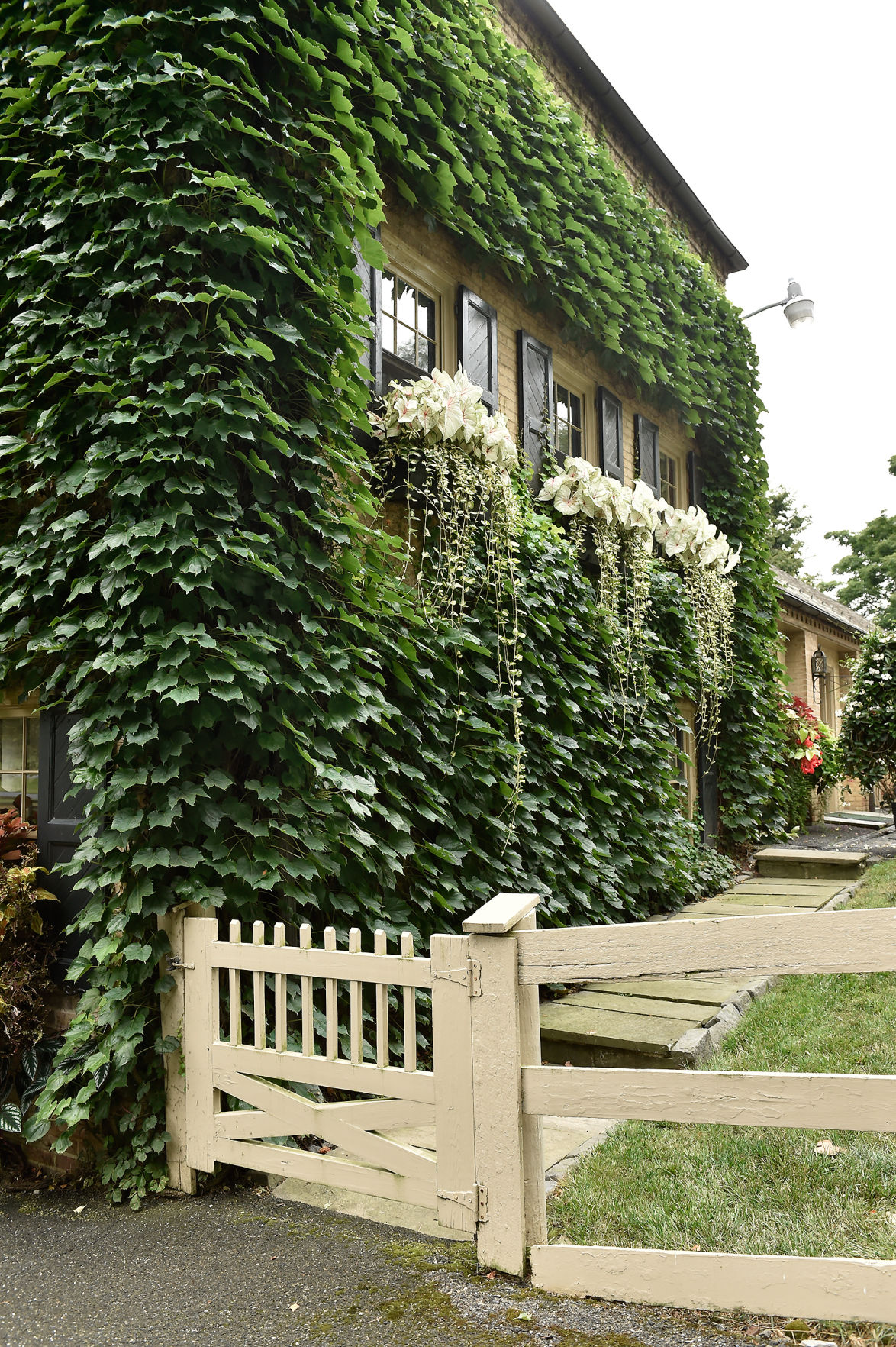 Window boxes and ivy
